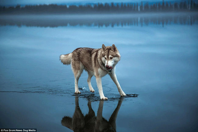 dogs walk on water