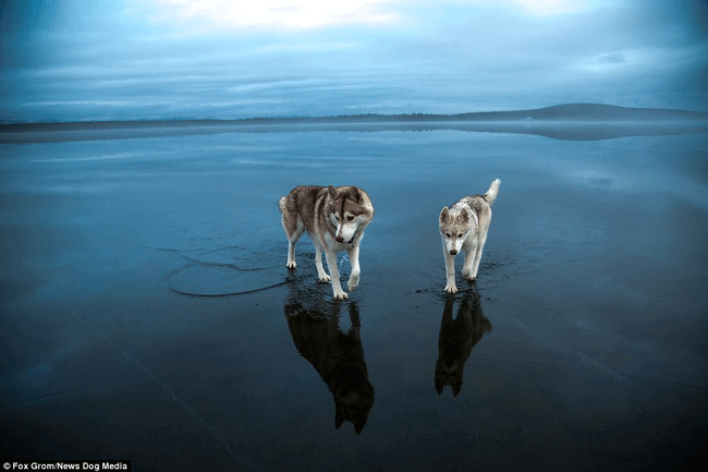 dogs walk on water