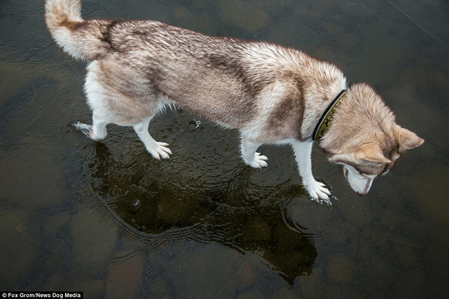 dogs walk on water