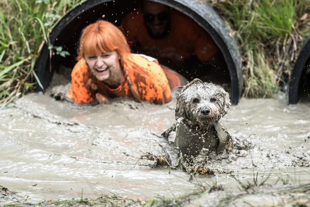 muddy-dog-challenge-13
