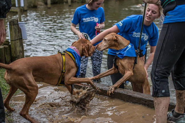 muddy-dog-challenge-4