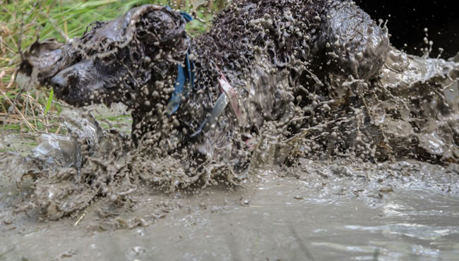muddy-dog-challenge-7